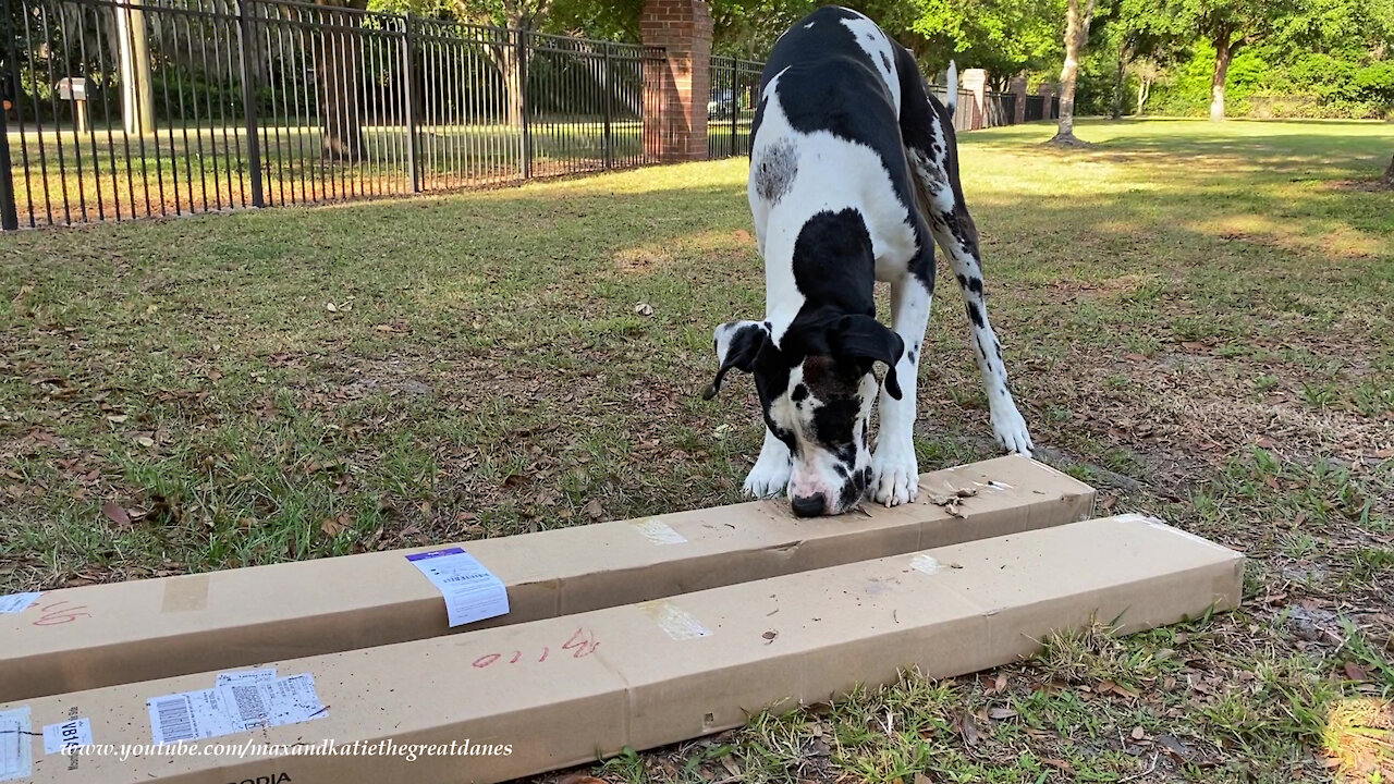 Happy Great Dane Digs Unpackaging Boxes of Blinds