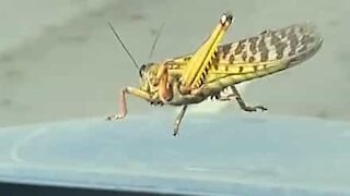 Enxame de gafanhotos invade autoestrada