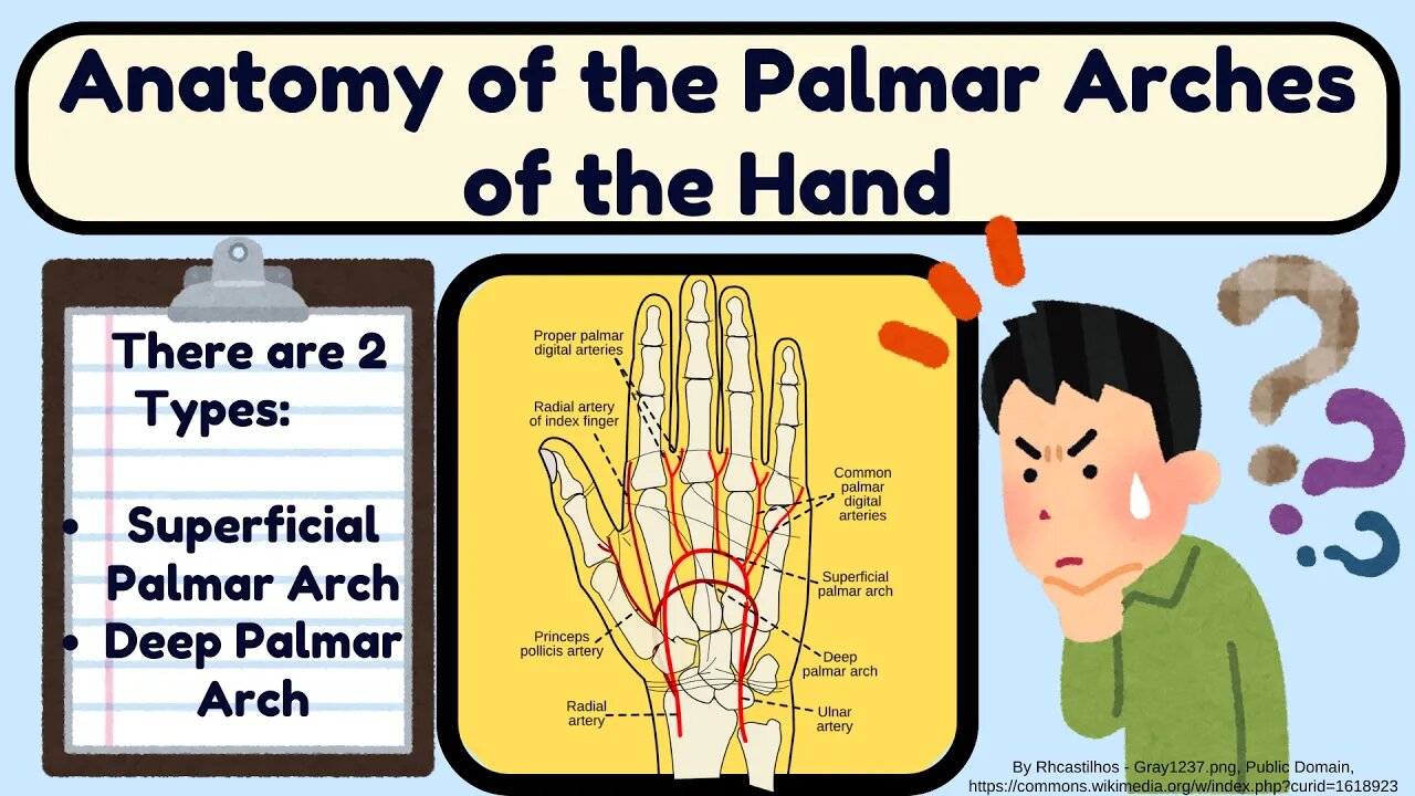 Palmar Arches of the Hand | Superficial palmar arch and Deep palmar arch Explained Easy