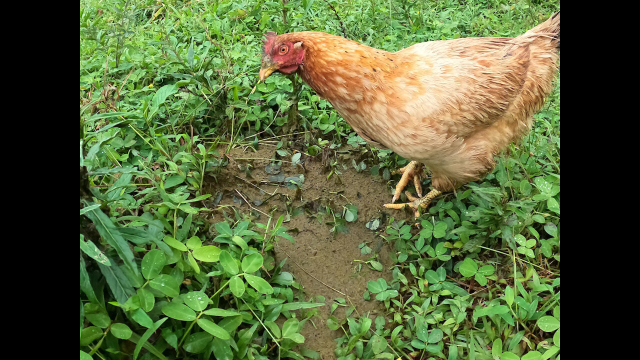 Happy Chickens Eating Cow Poop