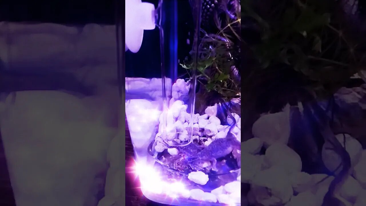 Frog Feedings