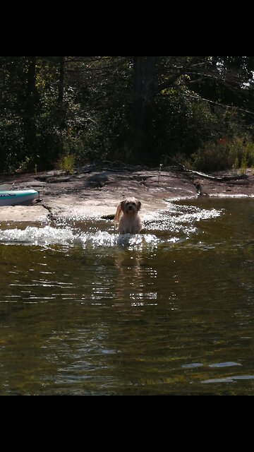 Puppy Swimming Out in the Water Her First Time!