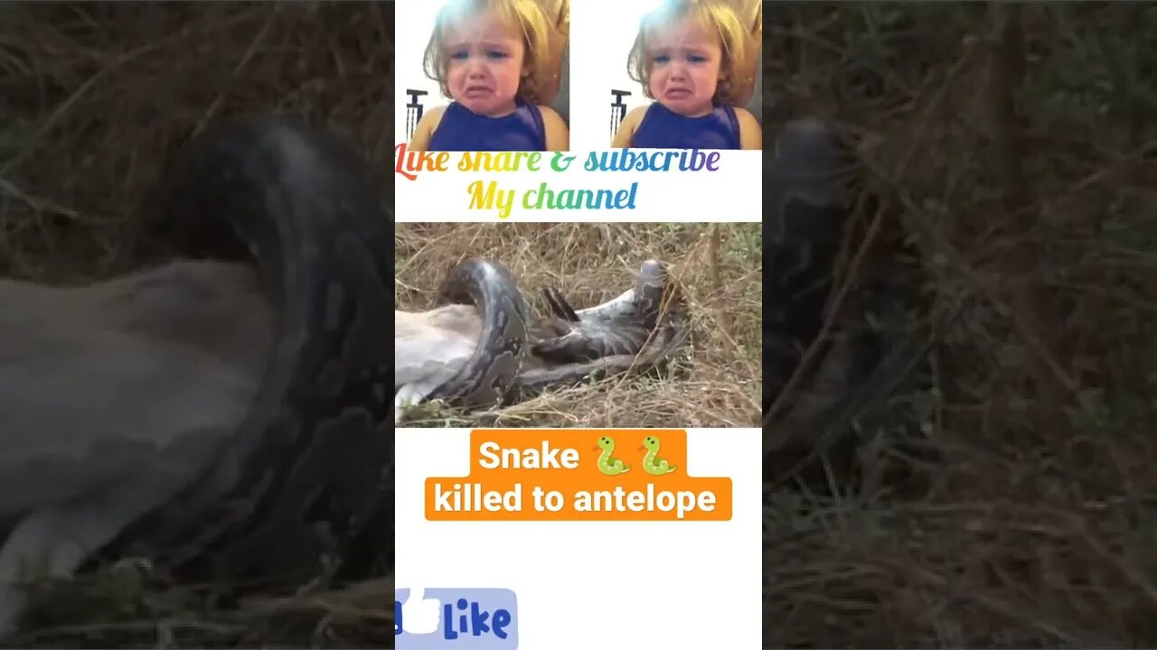 Snake 🐍 killed to antelope ∆#shorts ∆#youtubeshorts