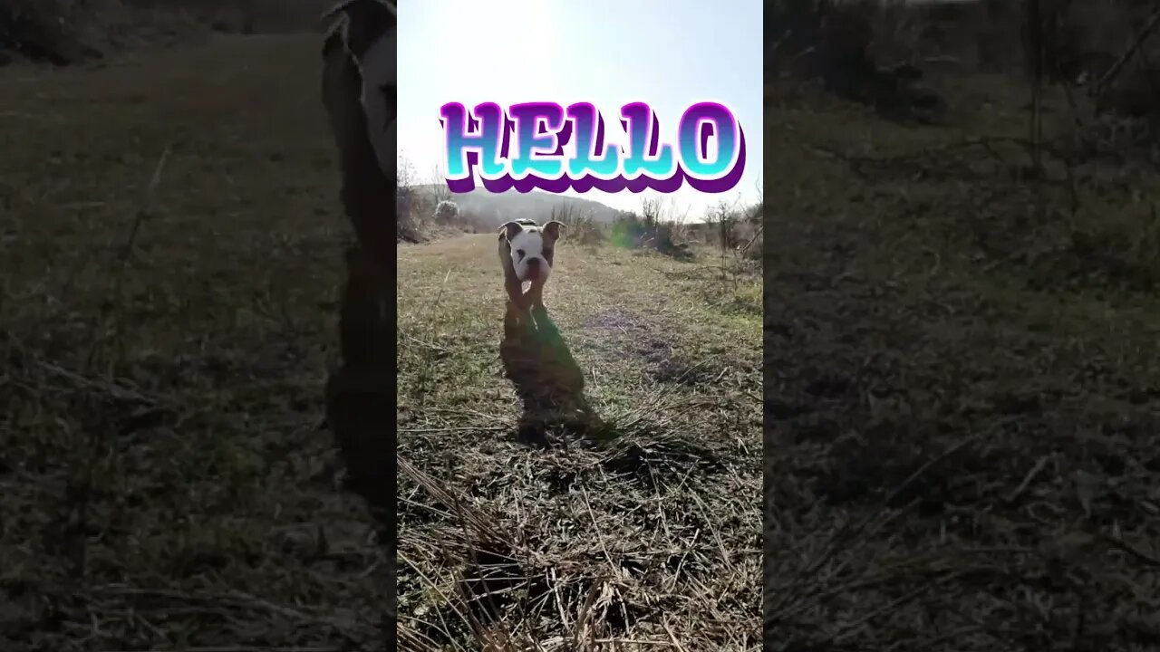 Ollie, the English bulldog says hello