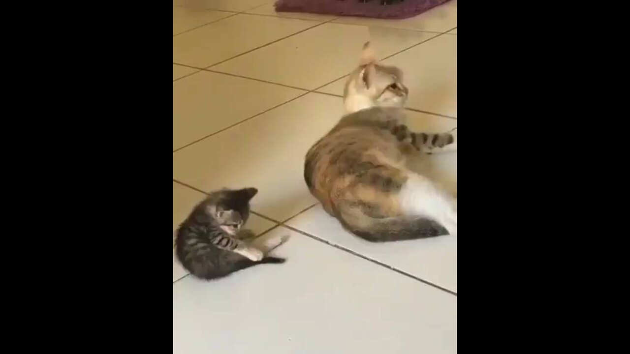 cat's child doing copy of mom really funny 😂😂😂😂