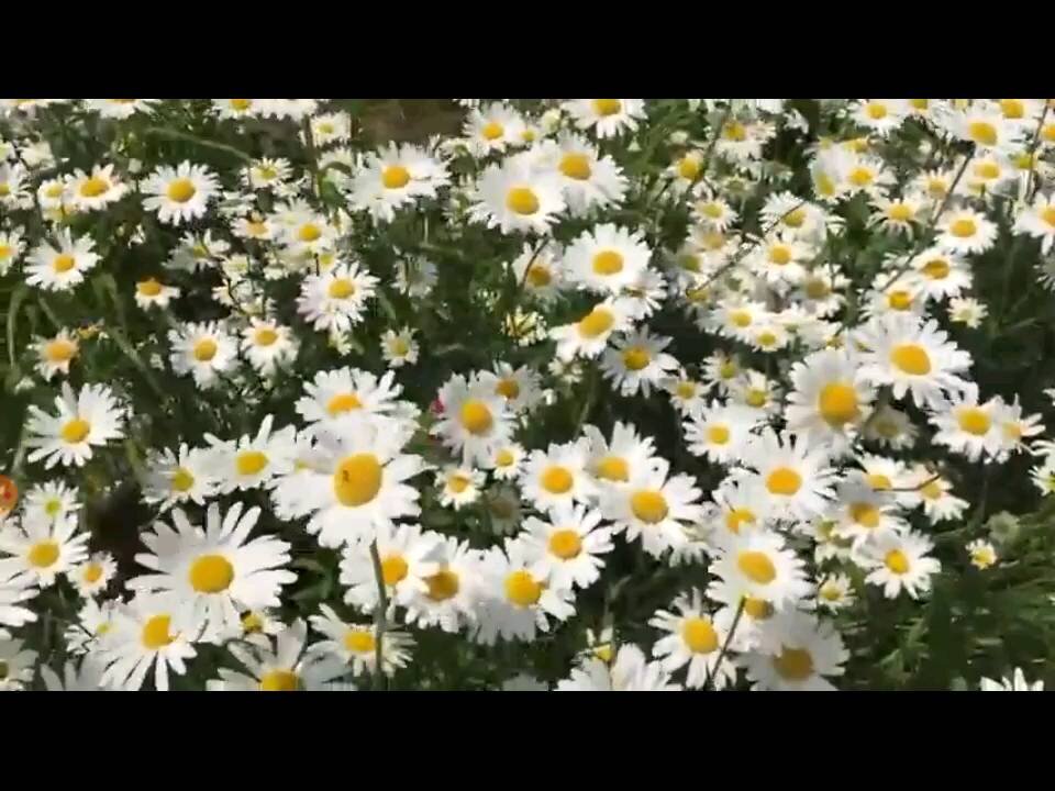 Crickets pushing up daisies