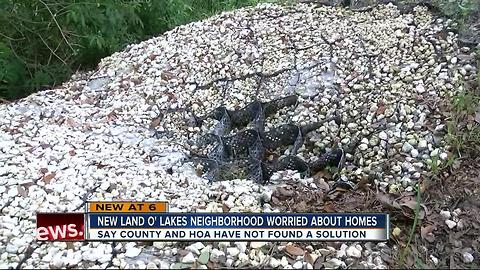 Land O'Lakes residents seeing backyards erode away