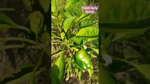 Visit to fresh daily farms coming soon #shorts #ytshorts #viral #viralreels #trending #nature