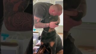 Dog Chiropractor Adjust Neck to Rottweiler