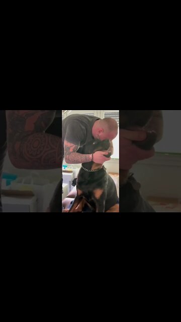 Dog Chiropractor Adjust Neck to Rottweiler