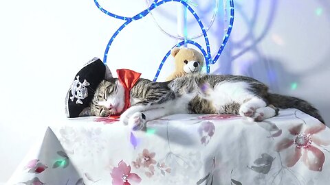 Pirate Cat with Red Bow