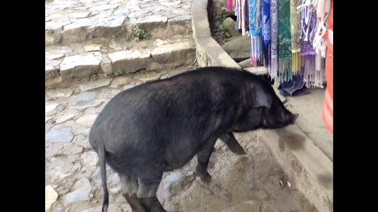 Wild boars are walking among everyone in the village.