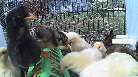 New Chicks First Day Outside