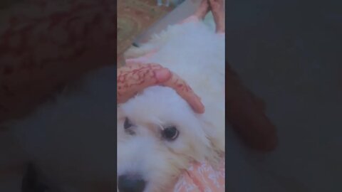 Puppy's Christmas Grooming #Puppy #Dogs #Shorts #Puppyvideo #Shortvideo #dog #doglover #cutedog