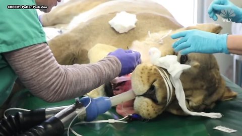 So A Lion Walks Into A Dentist's Office...