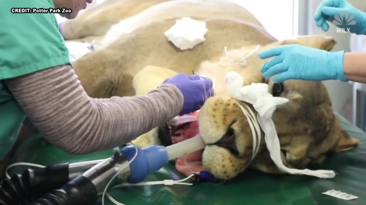 So A Lion Walks Into A Dentist's Office...