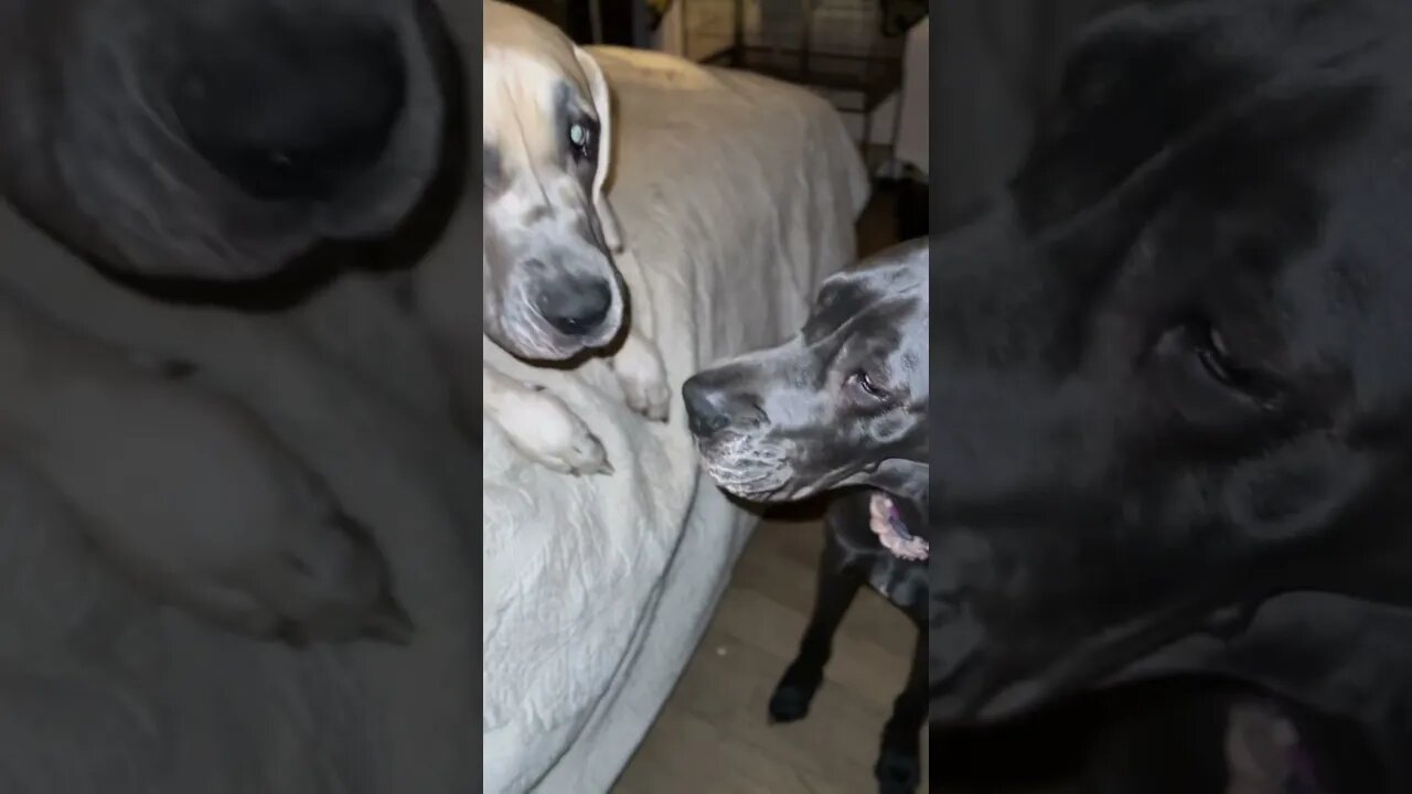 Paw to the face?!? #adorabledog #realdog #doggie #greatdane #wacky #dogs #happydog #shorts #like