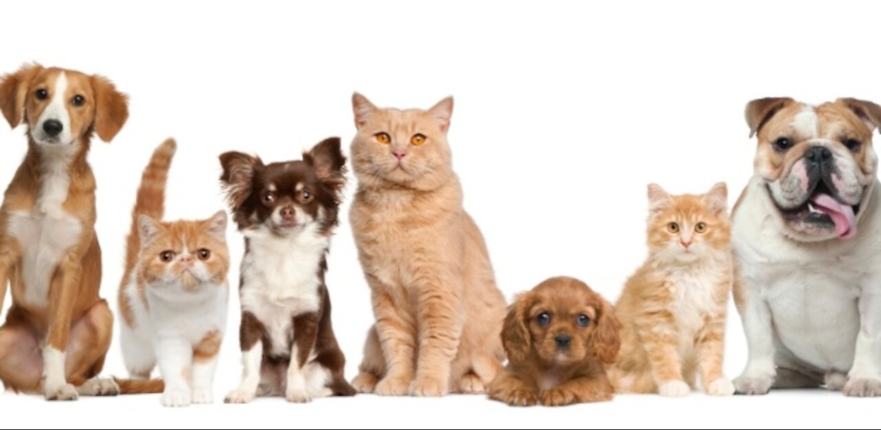 Best Funny Cats And Dogs Of The Month -Try Not To Laugh Challenge