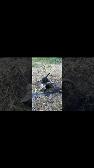 Wrassle Mania Kitten Version