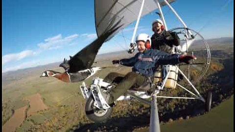 Pilot flies inches away from a flock of migrating birds