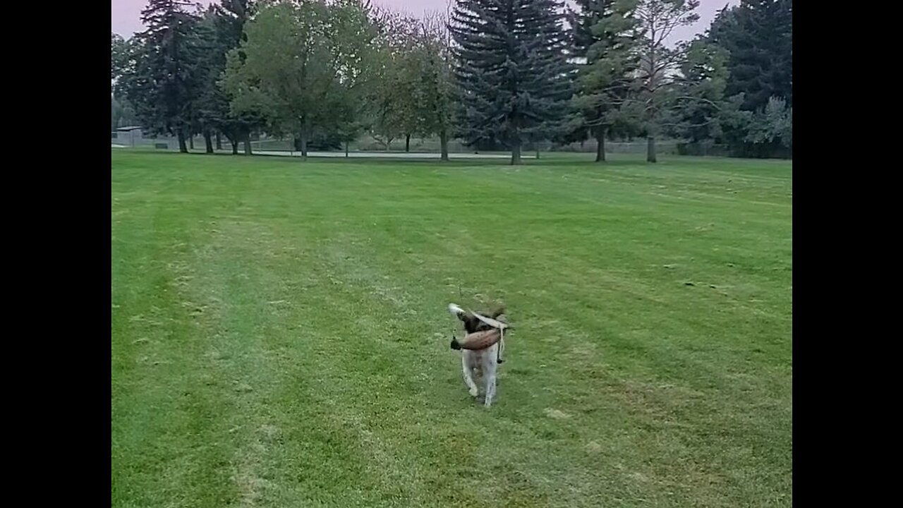 Springer Spaniel handling drill