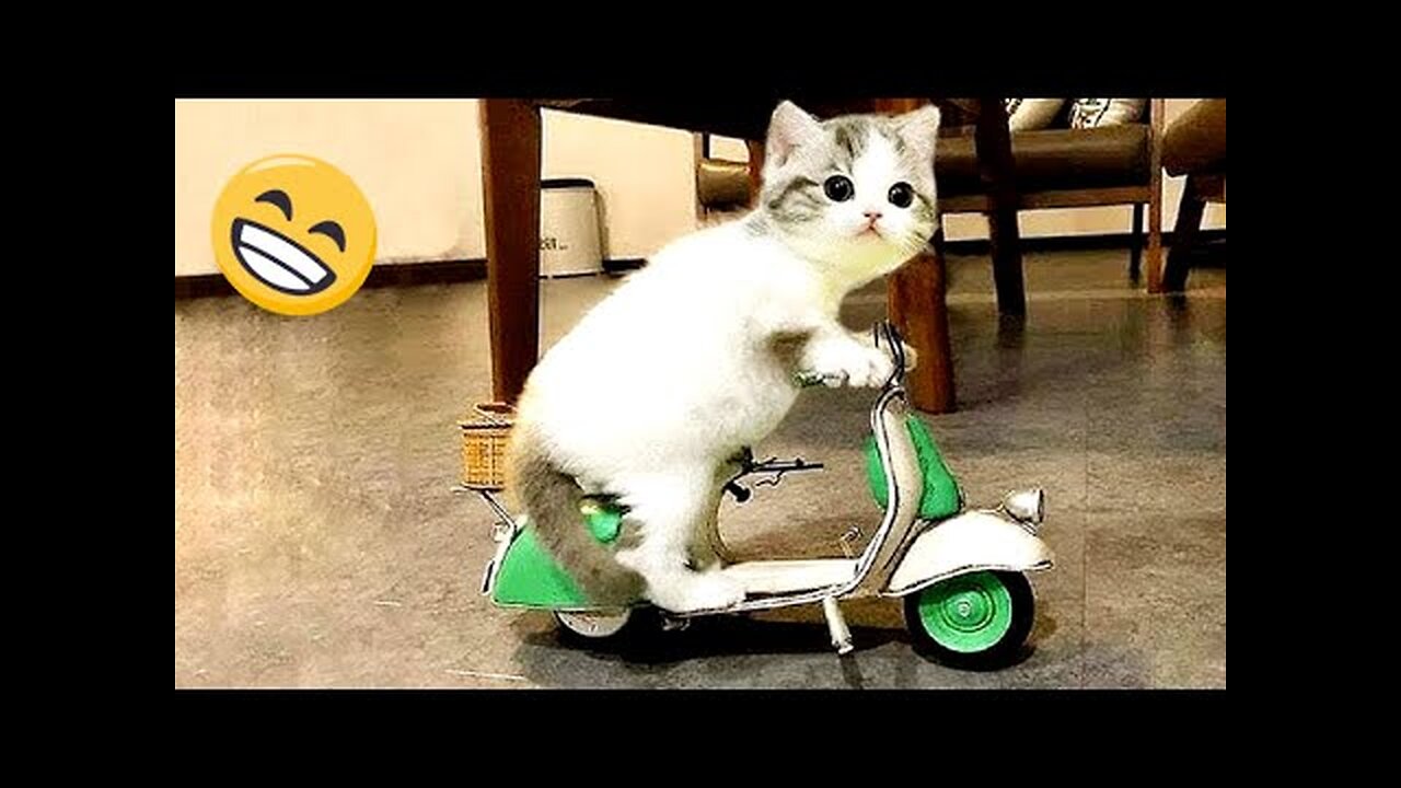 Ultimate Dogs & Cats Video 🐈🐕Dynamic Funny Animal Compilation 😂😂