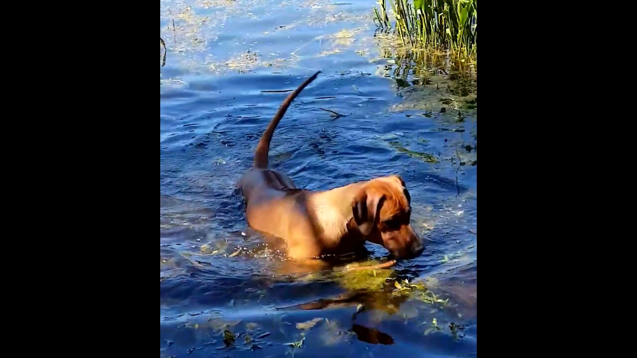 Mister Brown The Rhodesian Ridgeback; loves retrieving and the water