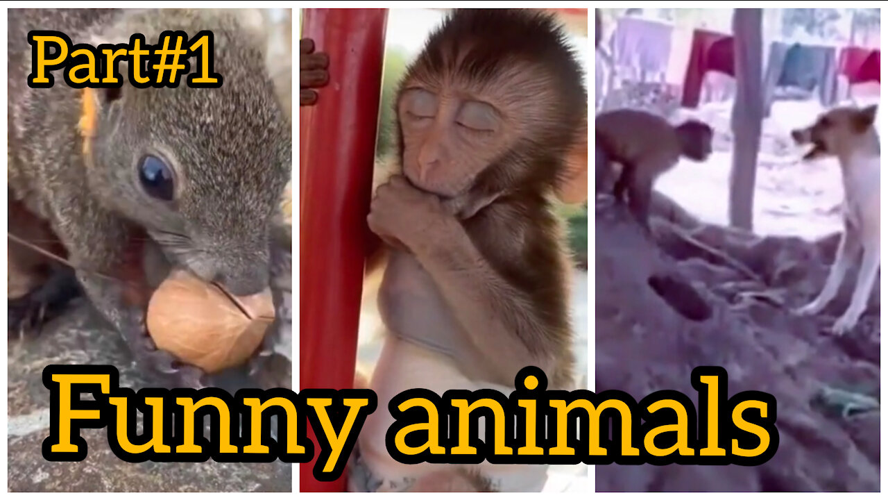 Funny animals video part 1