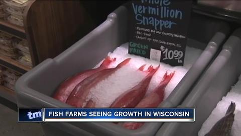 Study: Fish from Wisconsin lake may not be safe to eat