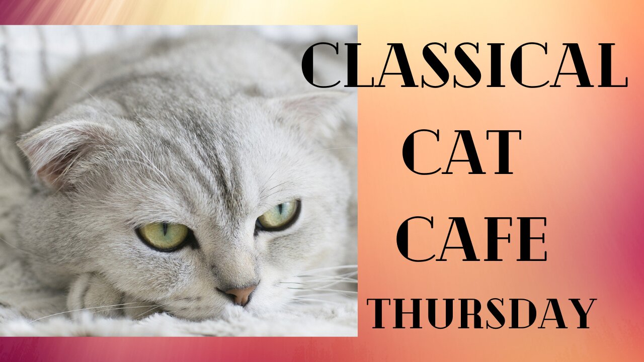 Mellow classical music at CLASSICAL CAT CAFE THURSDAY