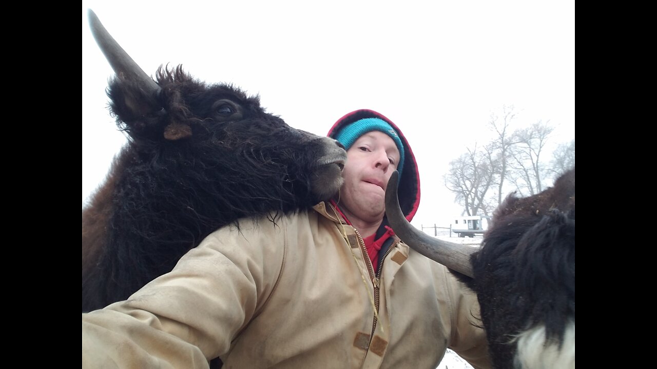 Yaks Running in the Snow