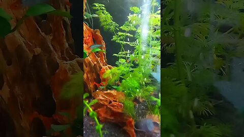 Undisturbed tropical freshwater tank #aquarium