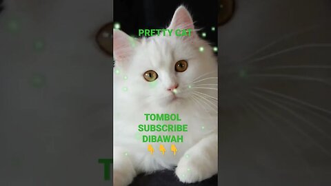 pretty cat || subscribe