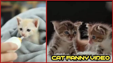 Short Funny Animals Vines 😺🐱😺 Funny Animals Compilation - Whateverfun!