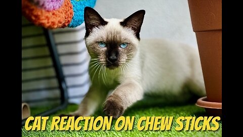 Cat reaction on chew sticks