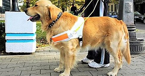 The skills of trained dogs are amazing