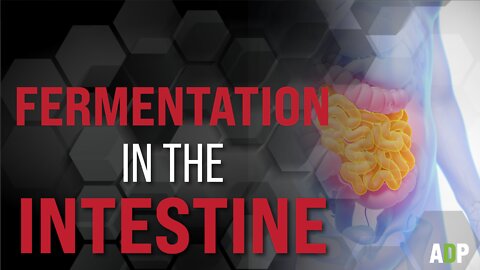 Fermentation in the Intestine