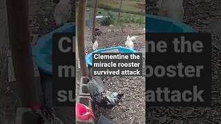 Farm surveillance. Free range poultry