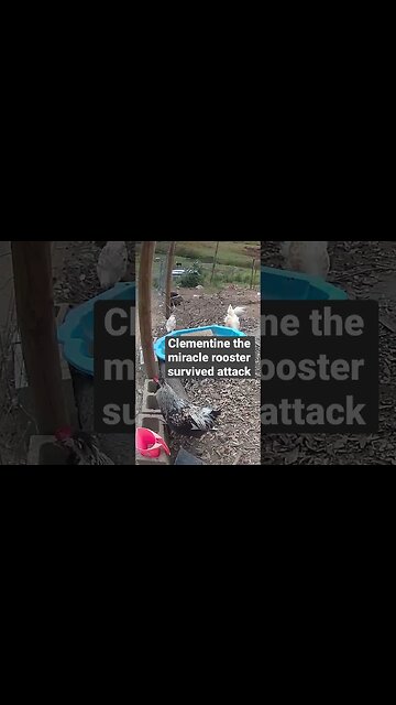 Farm surveillance. Free range poultry