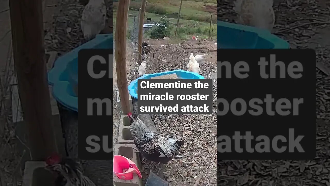 Farm surveillance. Free range poultry