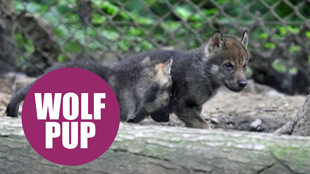 A pack of super cute wolf pups were caught on camera bounding around their new home