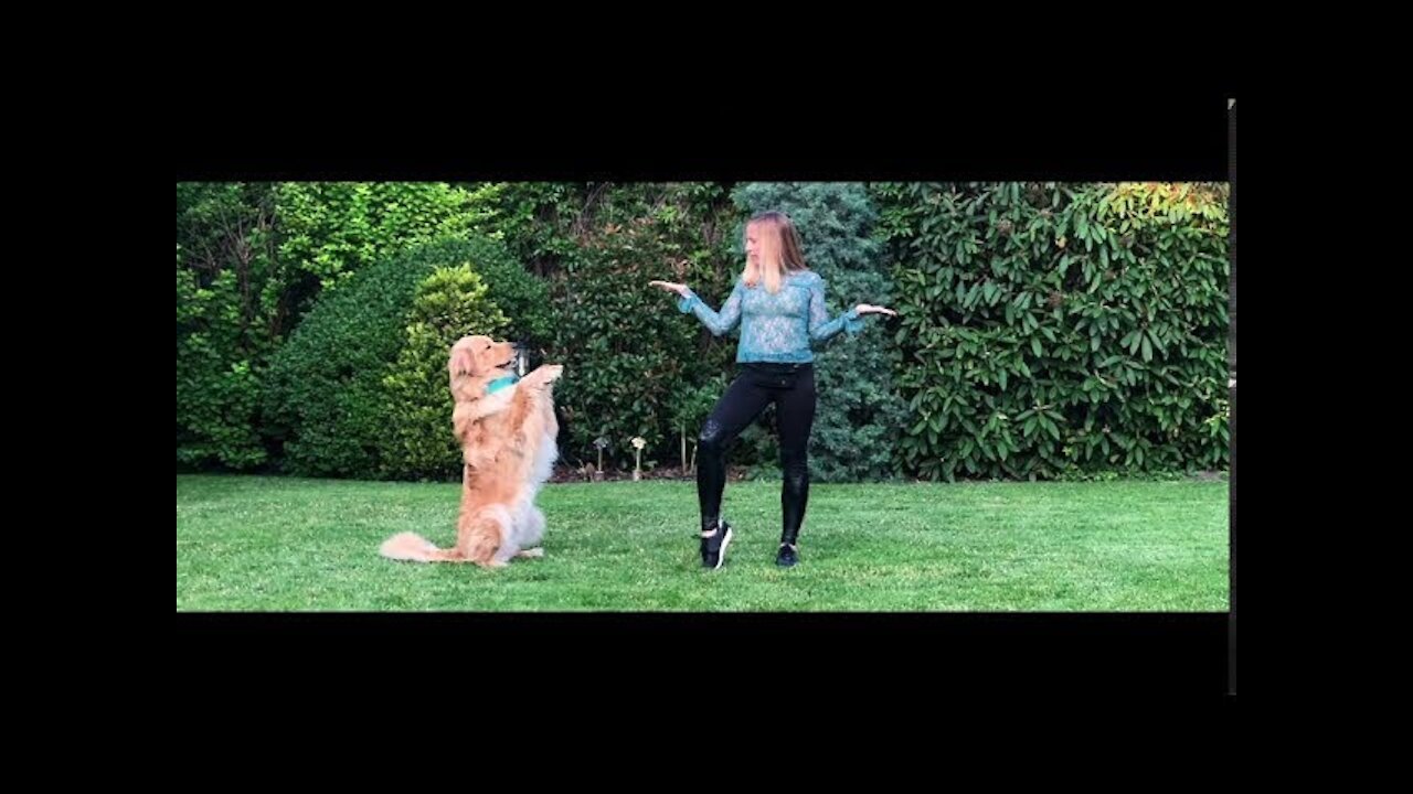 Funny Dancing Dogs Video - Try Not To Laugh!