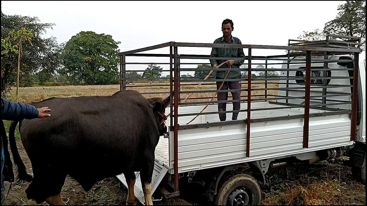 Preparing Mithun for Wedding.