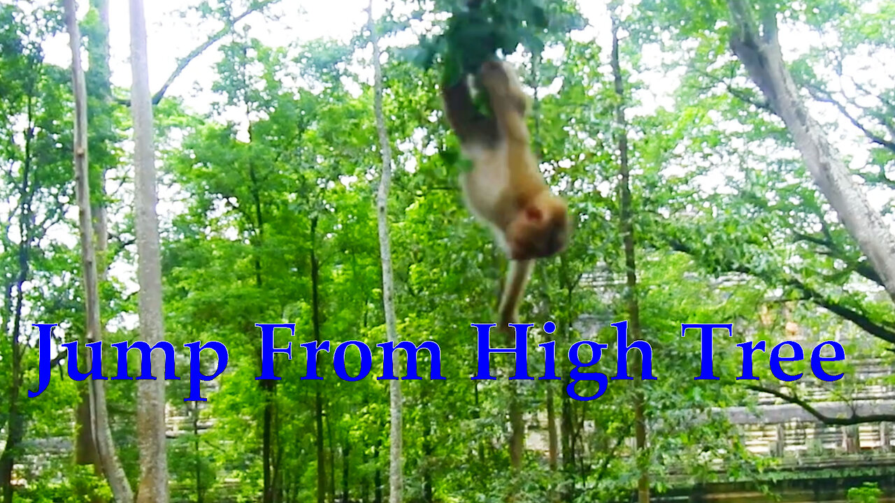 Monkey Plays Jump Down From High Tree