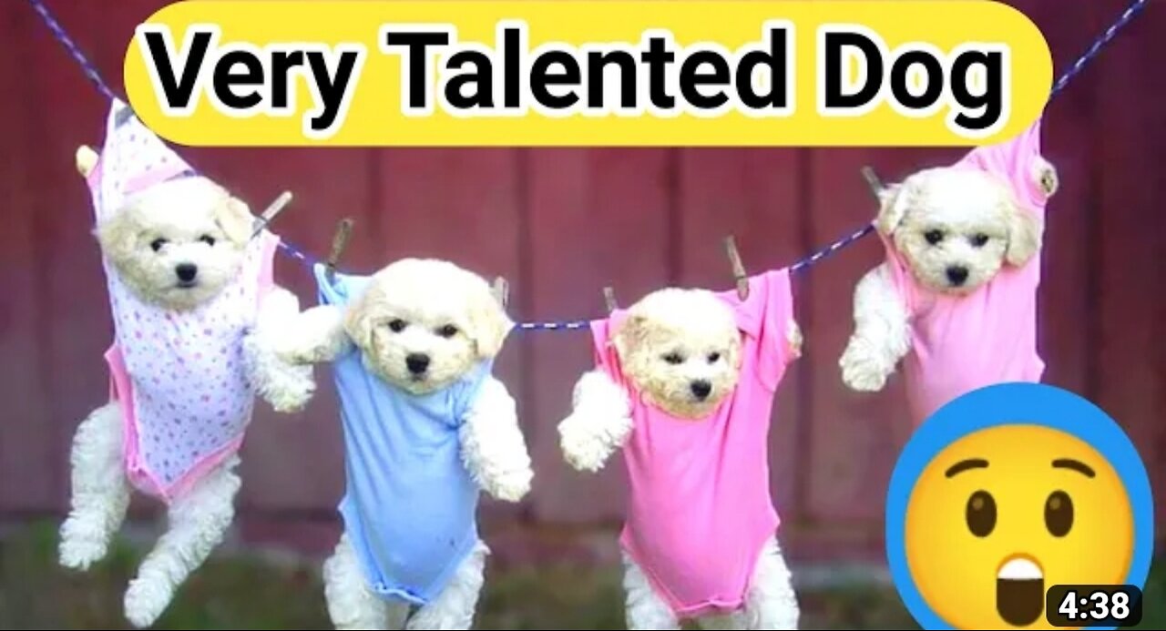 #very telented dogs video, fully amazing