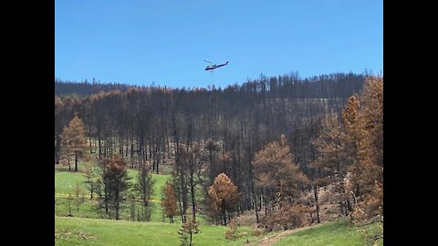 Ecologist: Intense fires like Calwood endanger regeneration prospects for ponderosa pine forest