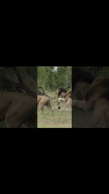 Lions Clash! #shorts