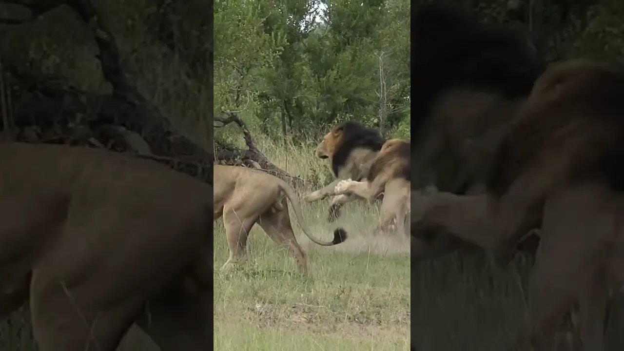 Lions Clash! #shorts