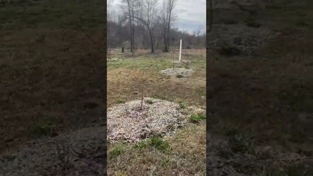 Fruit Trees Blooming Early