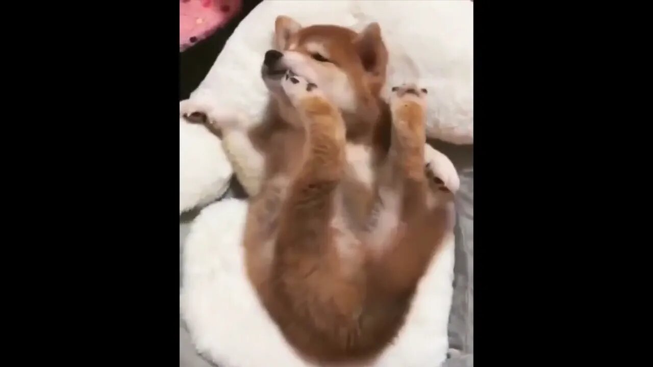 Cute baby animals Videos Compilation cutest moment of the animals